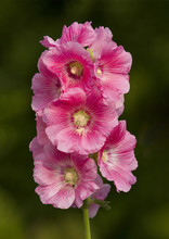 Pink Hollyhock Flower In Garden