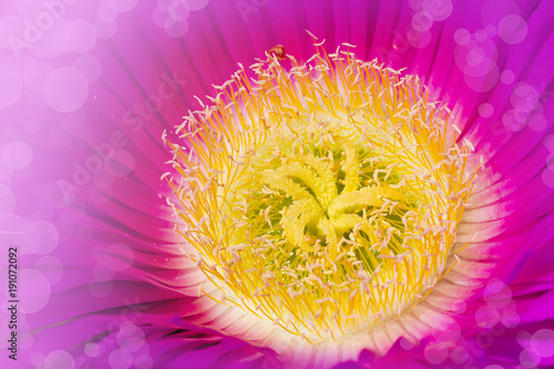 macro del polen de una flor