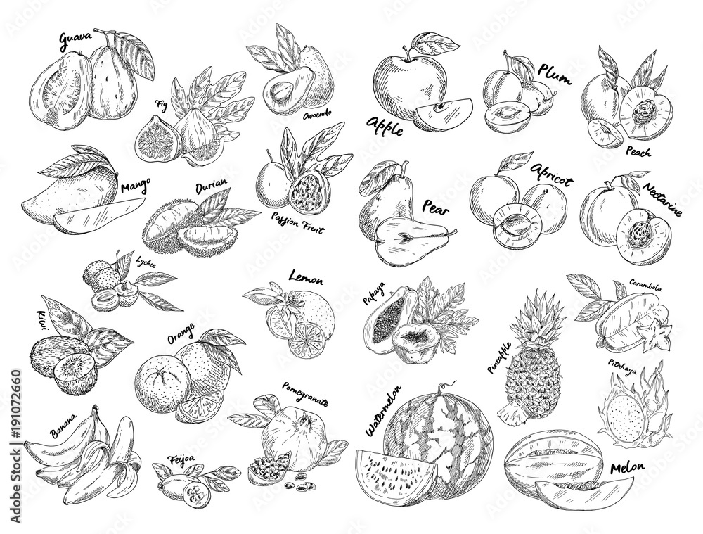 Set of isolated sketches of exotic, tropical fruit - obrazy, fototapety, plakaty 