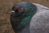 Fototapeta Tęcza - Beautiful wild pigeon with an unusual colorful coloration shot close-up in the winter city