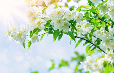 Poster - The blossoming jasmine tree branch in beams of the sun