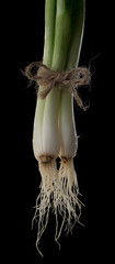 Canvas Print - Roots of fresh onions isolated on black background