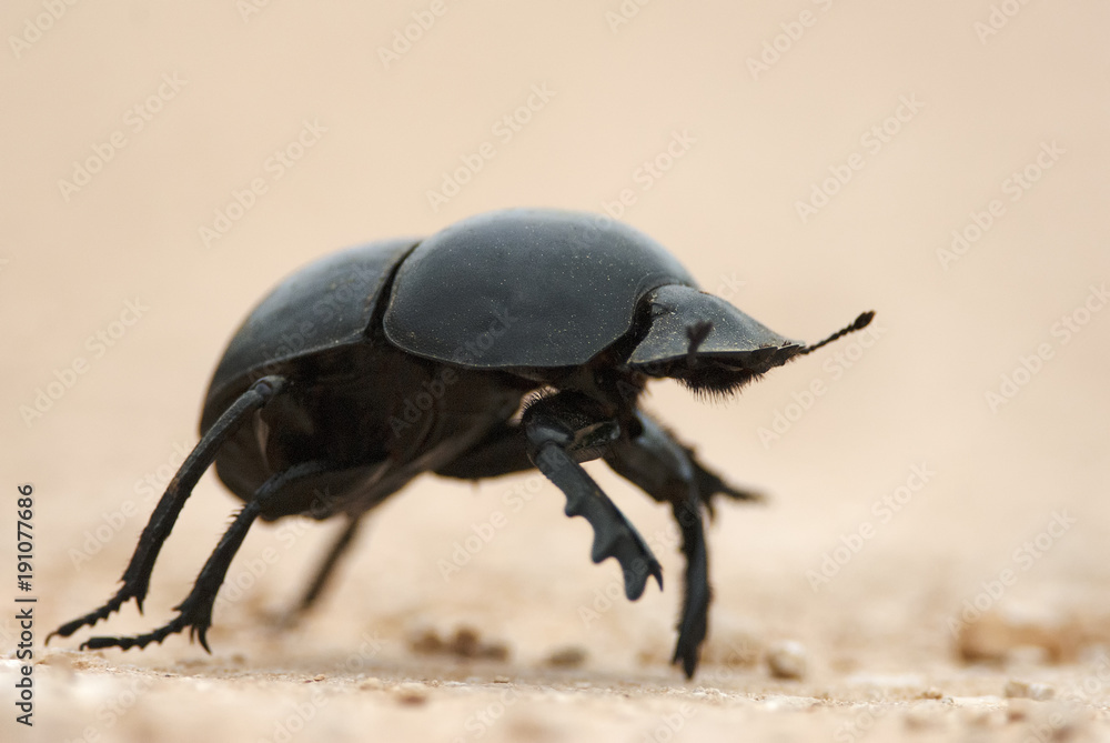 Flightless Dung Beetle, Circellium bacchus, roll dung ball, Addo Elephant  National Park, South Africa Stock Photo | Adobe Stock