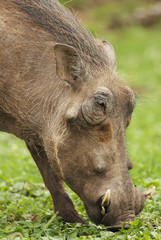 Wall Mural - warthog, phacochoerus africanus, addo elephant park, south africa
