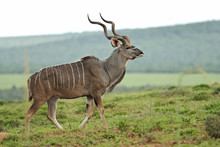 Greater Kudu, Tragelaphus Strepsiceros, Adult Male, Antelope, Addo Elephant Park, South Africa