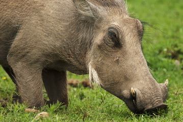 Wall Mural - warthog, phacochoerus africanus, addo elephant park, south africa