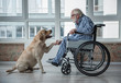© Yakobchuk Olena - Peaceful old man looking at his hound and holding the paw of it. Tranquil man is sitting in wheelchair and wearing eyeglasses. Hound is sitting near the chair