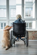 © Yakobchuk Olena - True friend. Mature female is sitting in invalid chair in front of the window in room. She is looking outside and hugging the dog. Concept of peace
