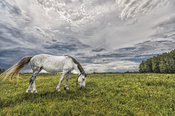 horse closeup of a walk in the meadow in the fog