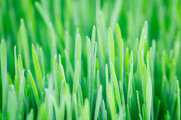 Fototapete - green plant background, young grass