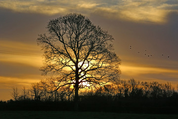 Wall Mural - Tree at sunrise in winter