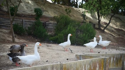 Wall Mural - white and grey ducks in a public park in sardinia, italy