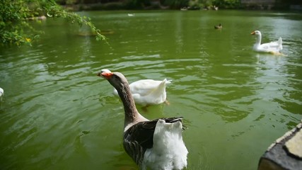 Wall Mural - group of ducks swimming in a pond