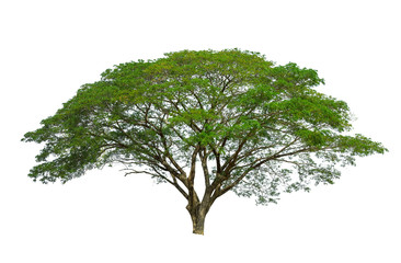 Raintree isolated on white background high resolution for graphic decoration, suitable for both web and print media