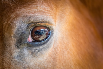 Eye of the Horse