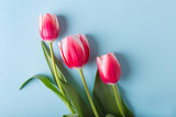 Fototapeta Tulipany - Pink Tulips on a blue background.Copyspace