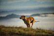 Rhodesian Ridgeback dog outdoor portrait running up foggy hill 