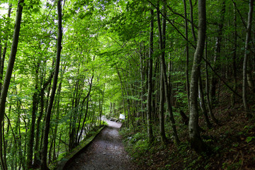 Sticker - Walkway Path of Green Trees in Forest