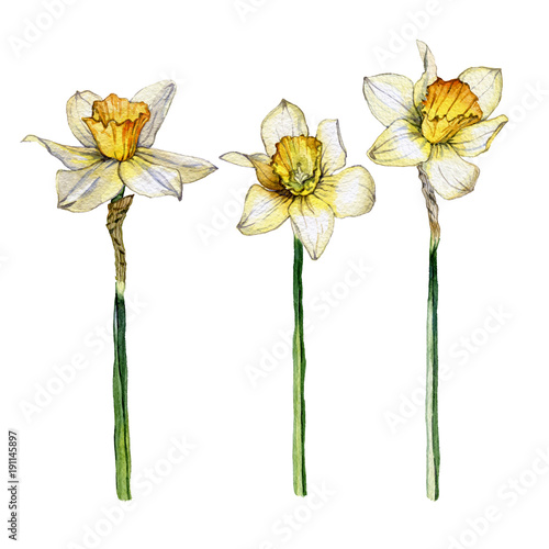 Photographie Botanical illustration of a daffodil flower set on white background