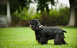 Black American Cocker Spaniel dog outdoor portrait standing in park