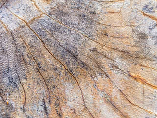 Texture of old wood surface with scratches and dirty, Old wood for background