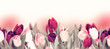 Tulip colorful flower panoramic border on white