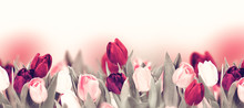 Tulip Colorful Flower Panoramic Border On White