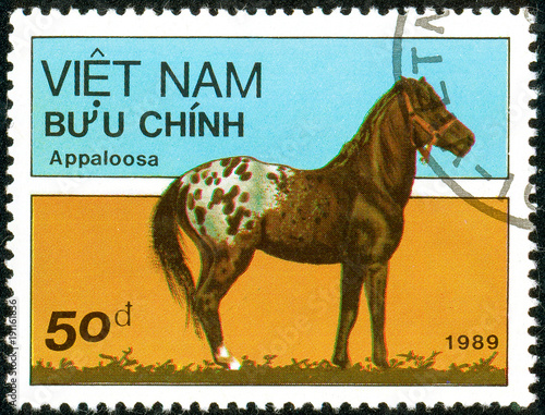 Fotografie, Obraz Ukraine - circa 2018: A postage stamp printed in Vietnam show horse of the breed Appaloosa or Equus ferus caballus