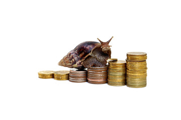 Brown snail climbing the pile of coins on white background , Business and finance ,Victory and success from patience ,Slow economic growth