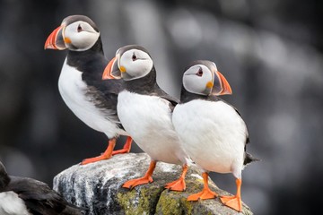 three atlantic puffins (fratercula arctica) on a rock