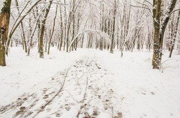 branches in the snow, park in winter, trees in the snow