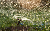 Fototapeta Łazienka - Splashing water from a hose on the lawn