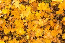 Yellow Leaves On The Ground In Autumn