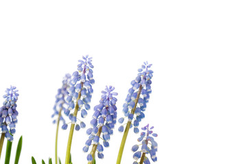 Wall Mural - flower plant Muscari on a color background