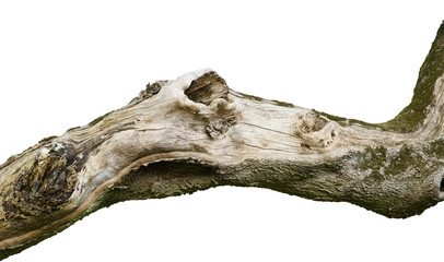 barren empty isolated tree branch with bark and knots. textured tree limb with moss extending to the