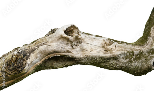 Fotografía Barren empty isolated tree branch with bark and knots