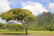 Kualoa Park Oahu Hawaii USA