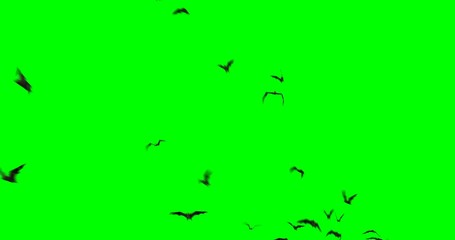 colony of bats flying across the frame, on a green background