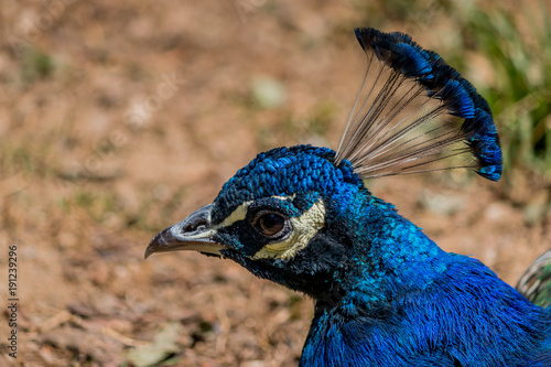 Fotografie, Obraz Gros plan du Paon dans un parc zoologique