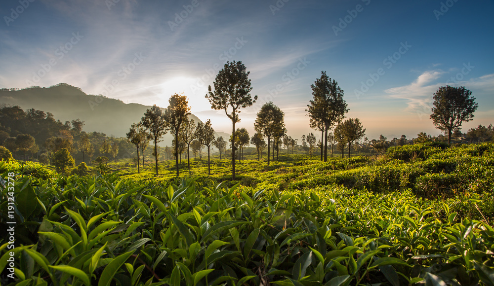 Beautiful green tea plantation in Sri Lanka - obrazy, fototapety, plakaty 