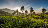 Fototapeta  - Beautiful green tea plantation in Sri Lanka