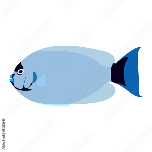 isolated colorful masked angelfish