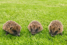 Closeup Of Three Baby Hedgehogs Searching For Food On Grass