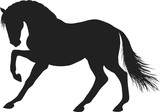 Fototapeta Konie - A silhouette of a stamping horse.