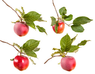 ripe apple on a branch with leaves. isolated on white background. set, collection