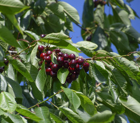 Wall Mural - Ripe sweet cherry.