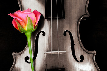 Wall Mural - Violin and rose.