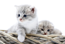 Little Grey Fluffy Kitten Being Curious And Serious While Exploring Surrounding And Sitting Together With Other Funny Cute Kitties In White Wicker Wreath. Interested Cute Gray Blue Eyes White Photo