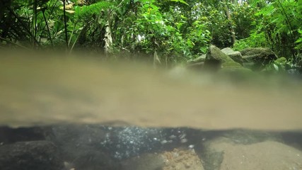 Wall Mural - Phuket Tropical Stream from Partially Submerged Perspective, with Sound