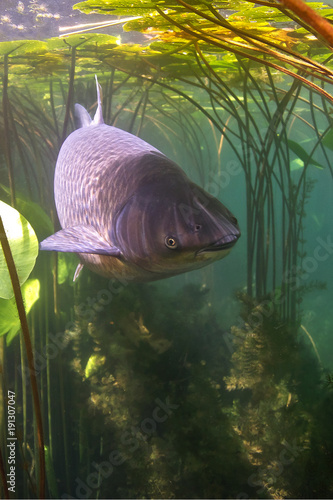 Fotomural Freshwater fish grass carp (Ctenopharyngodon idella) in the clean pound